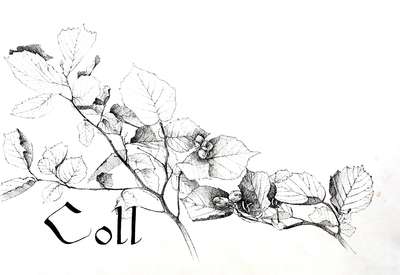Coll (Hazel) print from The Joycean Forest series 